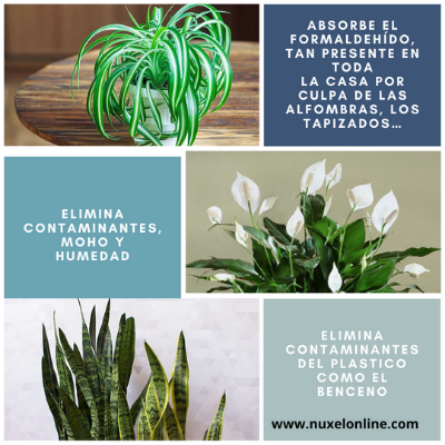 Plantas que absorben los tóxicos