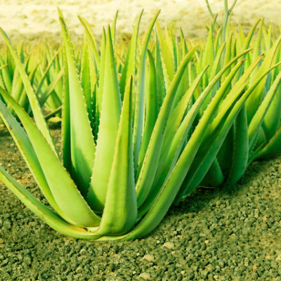 Beneficios del Aloe Vera