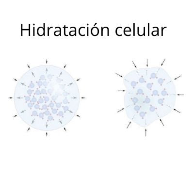 Hidratación Celular